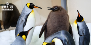 Pesto the penguin, king penguin chick, Sea Life Melbourne aquarium, penguin weight, Antarctic penguins