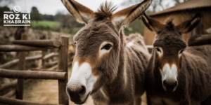 therapy animals, donkeys, Cave Creek, adaptive riding, disabilities