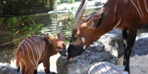 mountain bongo, endangered species, Marwell Zoo, breeding program, calf