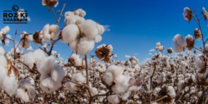 cotton arrivals, decline, Pakistan, Punjab, Sindh